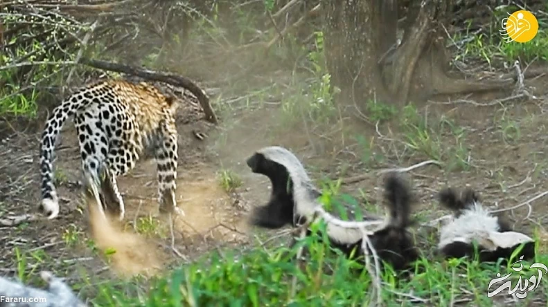 (ویدئو) حمله وحشتناک گورکن عسلخوار به پلنگ